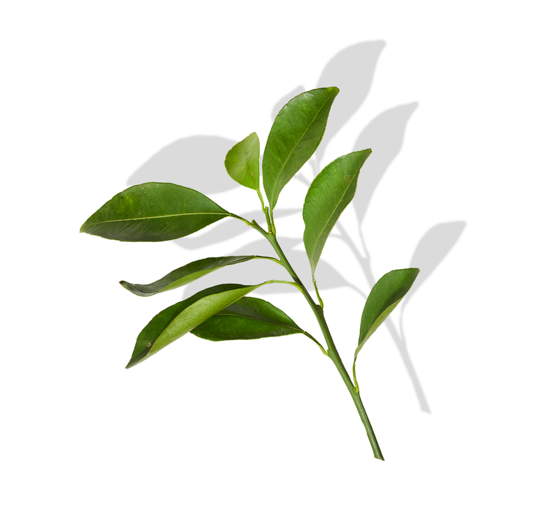 Ingredient of the Month: Tea Leaves