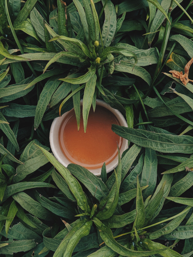 All tea is from the same plant — so what makes them different?